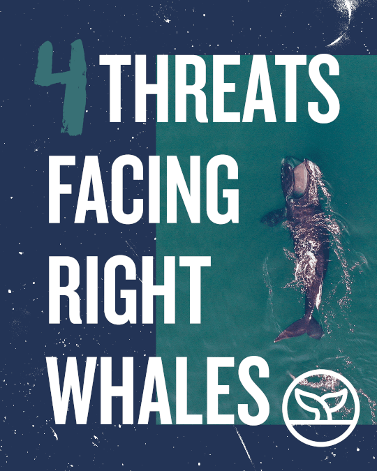 4 THREATS FACING NORTH ATLANTIC RIGHT WHALES - Cape Clasp