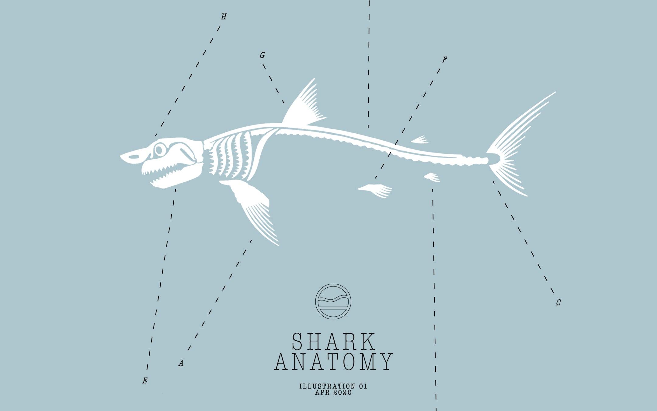 5 Facts About a Shark’s Body - Cape Clasp