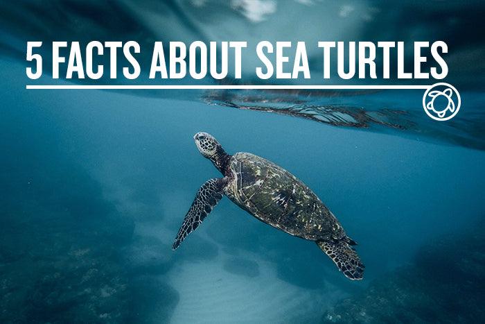 5 FACTS ABOUT SEA TURTLES - Cape Clasp