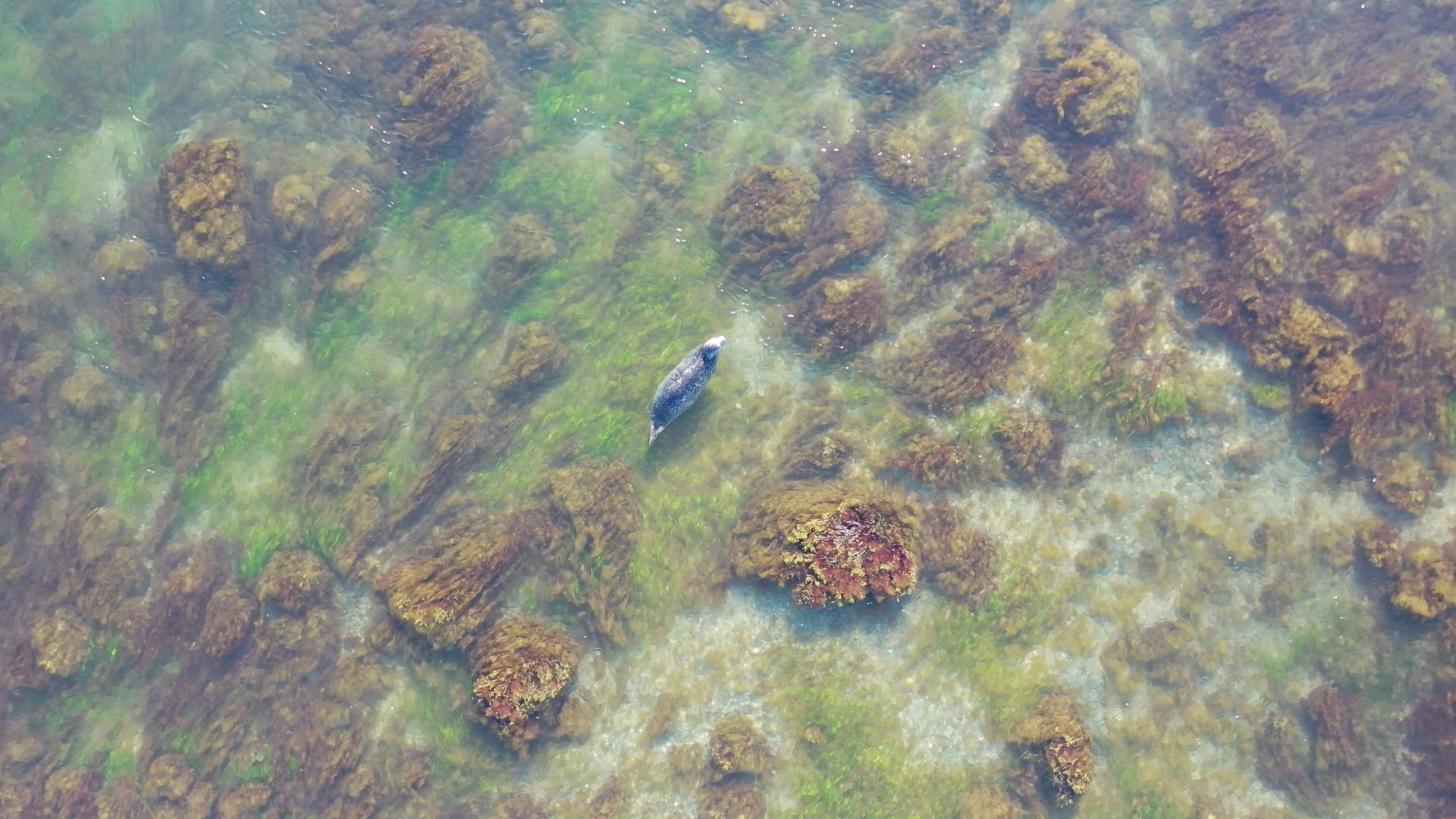 Drone footage of Seals on Cape Cod - Cape Clasp