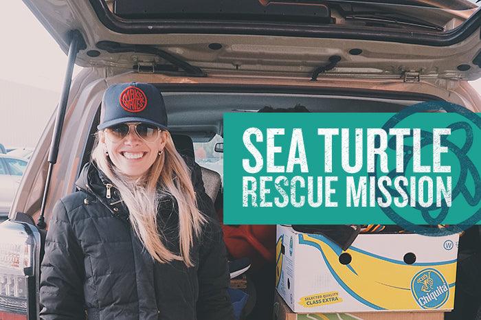 Help Save Cape Cod's Sea Turtles - Cape Clasp
