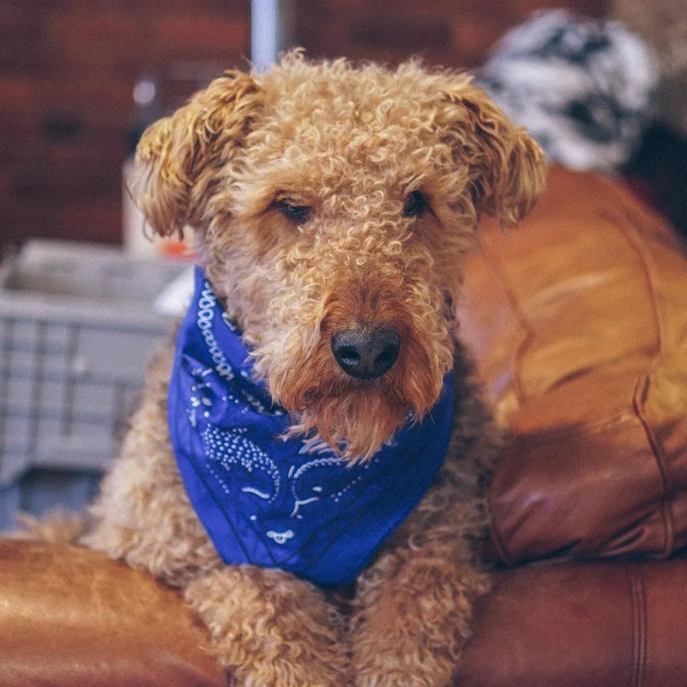 Ocean Friends Bandana 1.0 - Cape Clasp