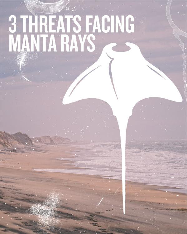 3 THREATS FACING MANTA RAYS - Cape Clasp