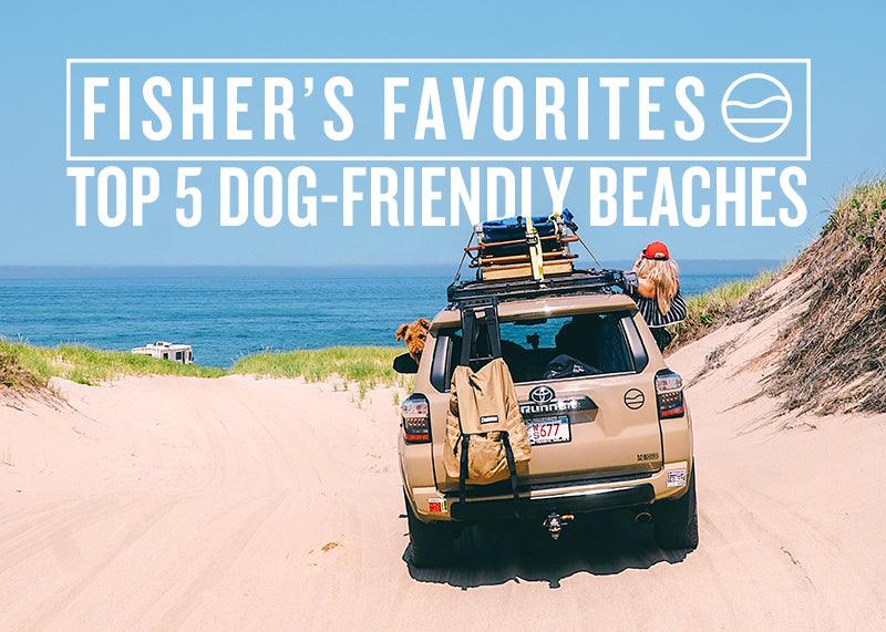 5 DOG-FRIENDLY BEACHES ON CAPE COD [FISHER'S FAVORITES] - Cape Clasp
