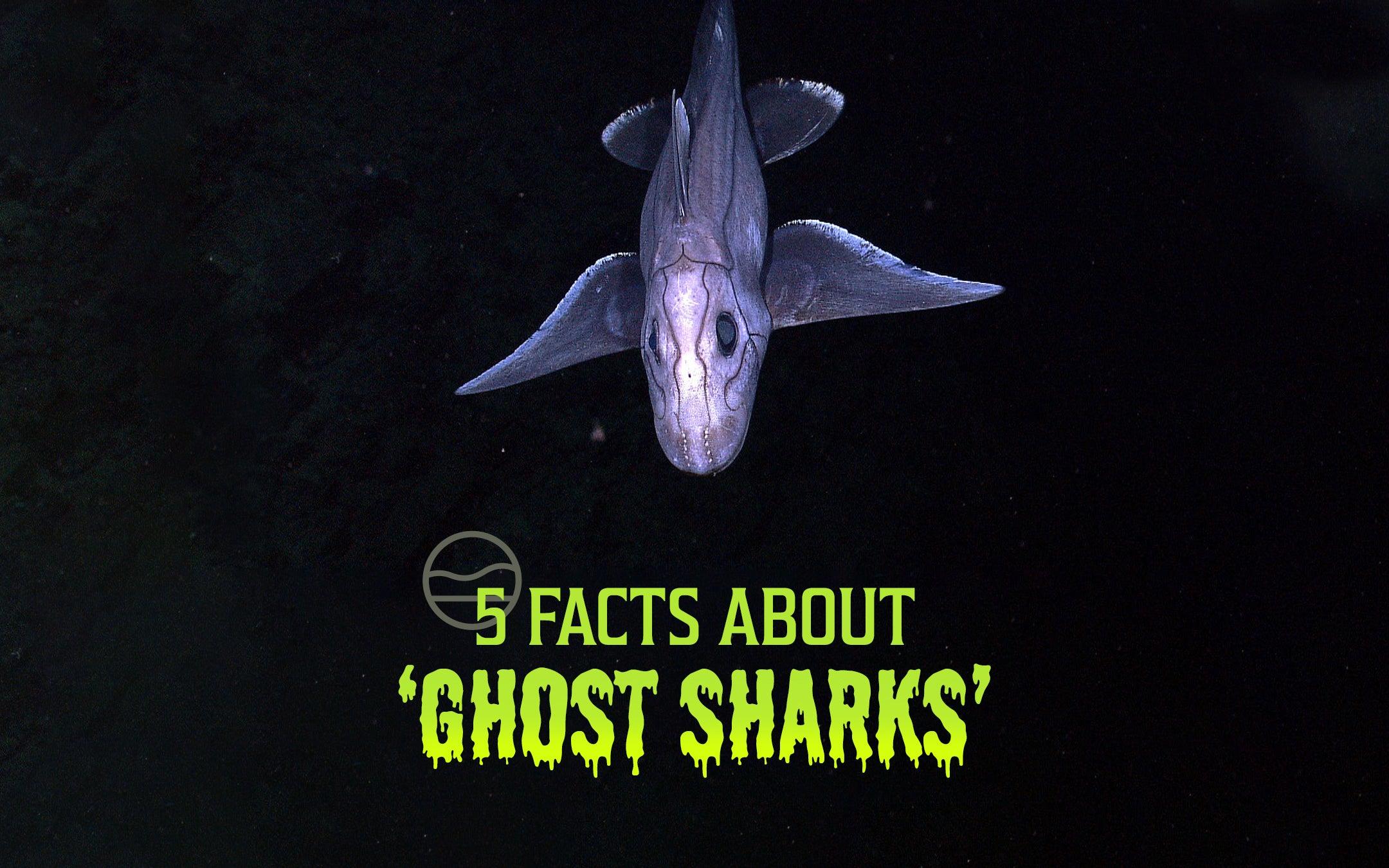 5 Facts about Ghost Sharks - Cape Clasp