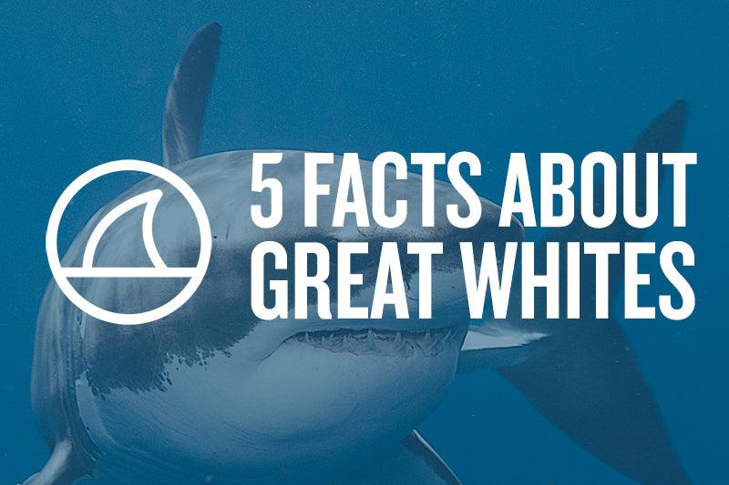 5 FACTS ABOUT GREAT WHITES - Cape Clasp