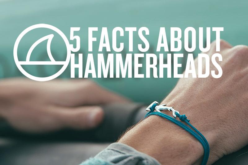 5 FACTS ABOUT HAMMERHEAD SHARKS - Cape Clasp