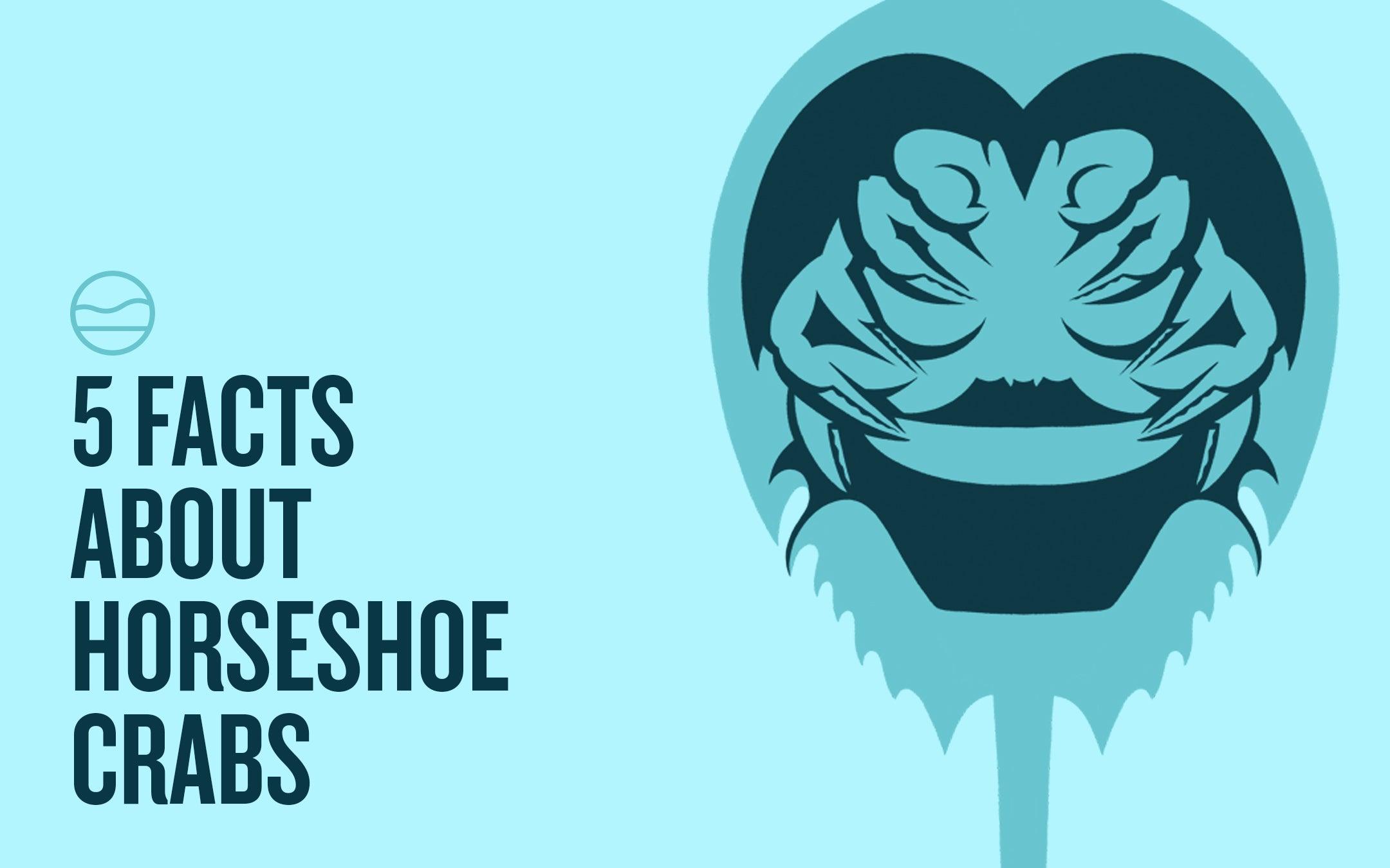 5 Facts About Horseshoe Crabs - Cape Clasp