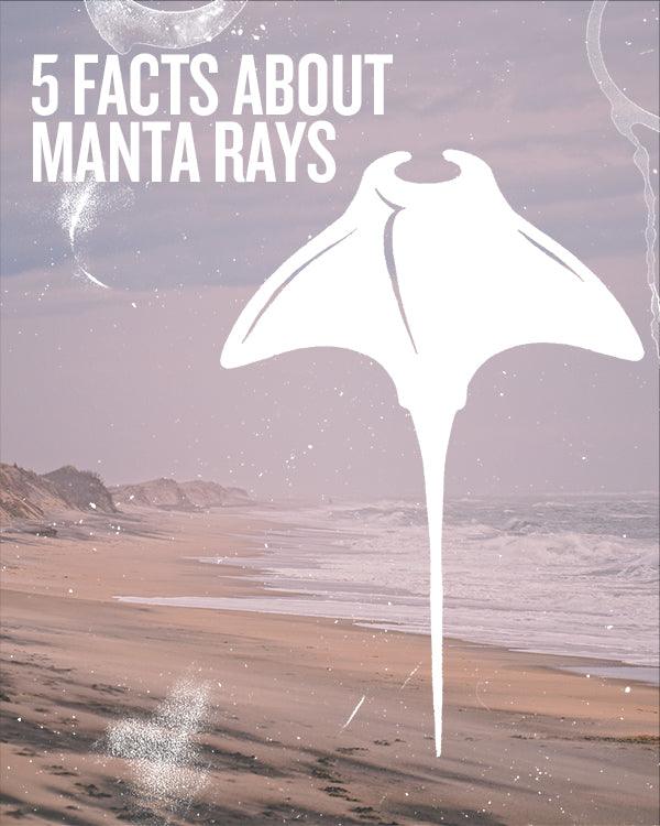 5 FACTS ABOUT MANTA RAYS - Cape Clasp