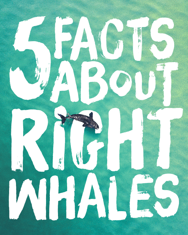 5 FACTS ABOUT RIGHT WHALES - Cape Clasp