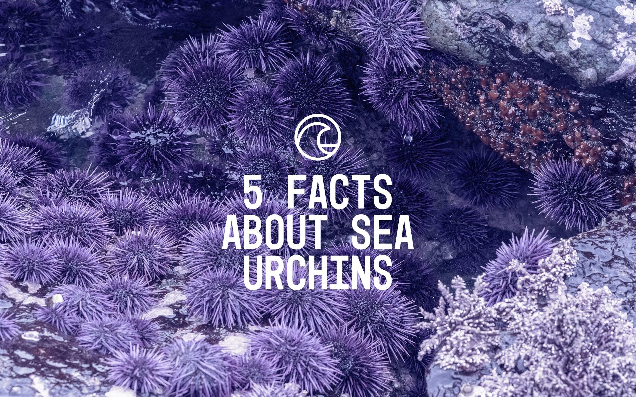 5 Facts About Sea Urchins - Cape Clasp