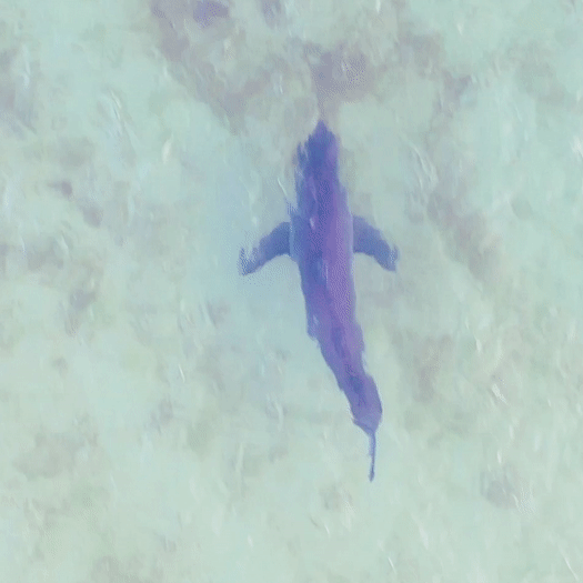 5 Surprising Facts About Shark Anatomy - Cape Clasp