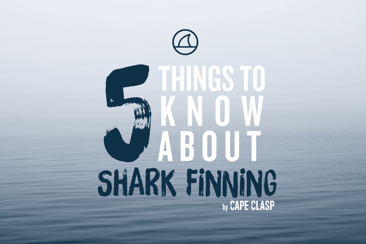 5 THINGS TO KNOW ABOUT SHARK FINNING - Cape Clasp