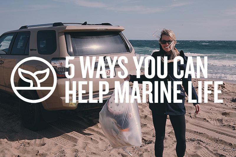 5 WAYS YOU CAN HELP MARINE LIFE – Cape Clasp