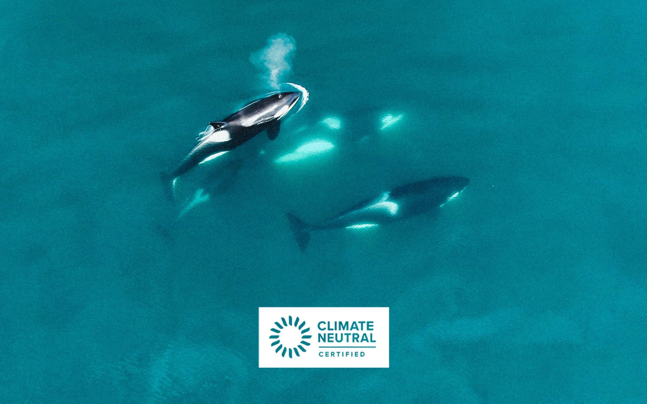 CAPE CLASP & FRIENDS' MISSION TO SAVE THE ORCAS - Cape Clasp