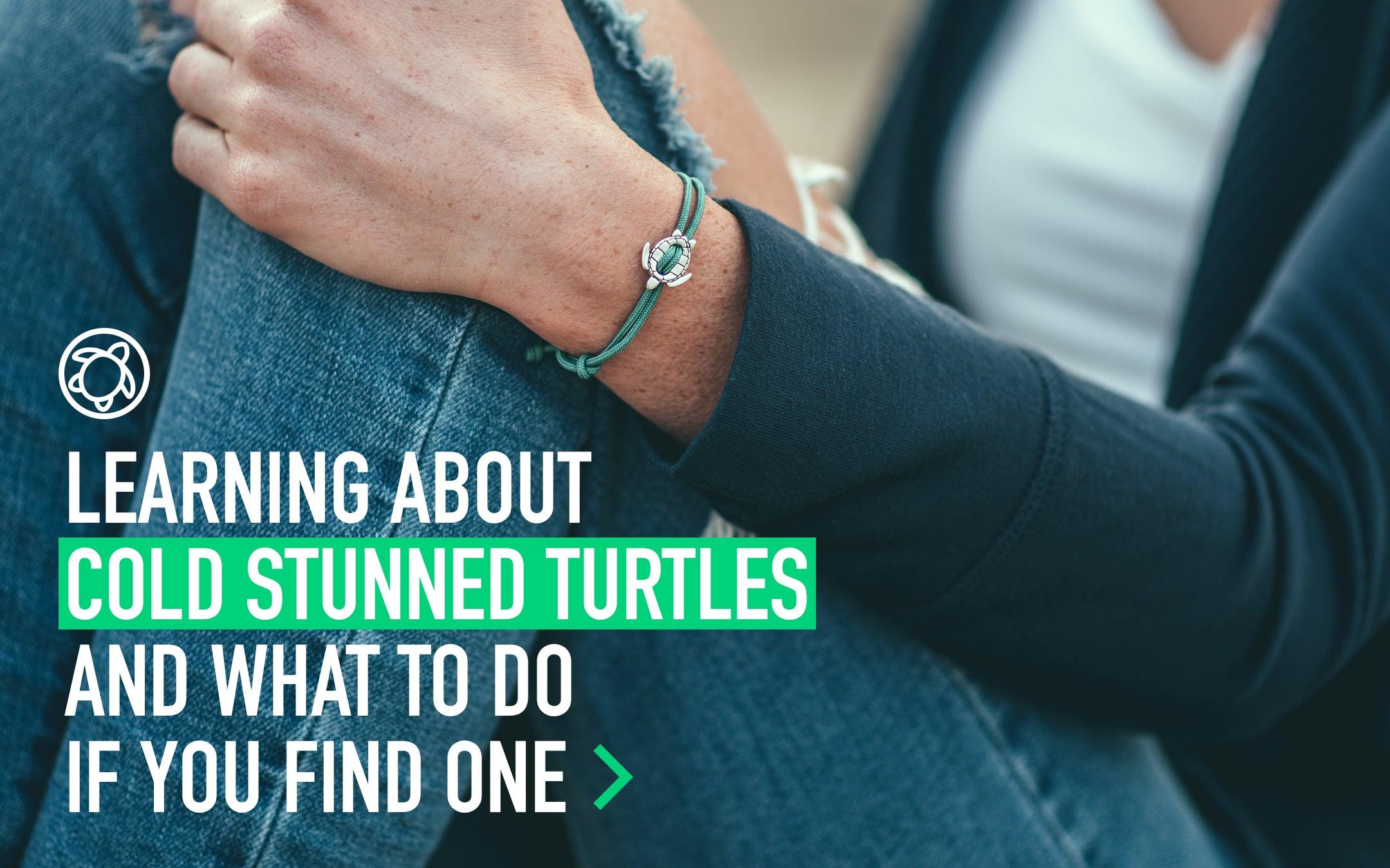 Cape Cod Cold-Stunned Turtle Rescue [Updated 2020] - Cape Clasp