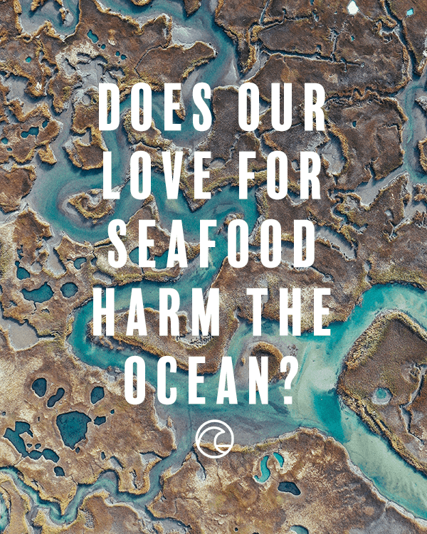 Does Our Love for Seafood Harm the Ocean? - Cape Clasp