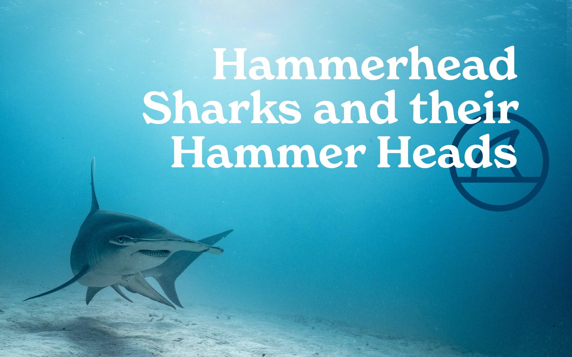 Hammerheads and Their Hammer Heads - Cape Clasp