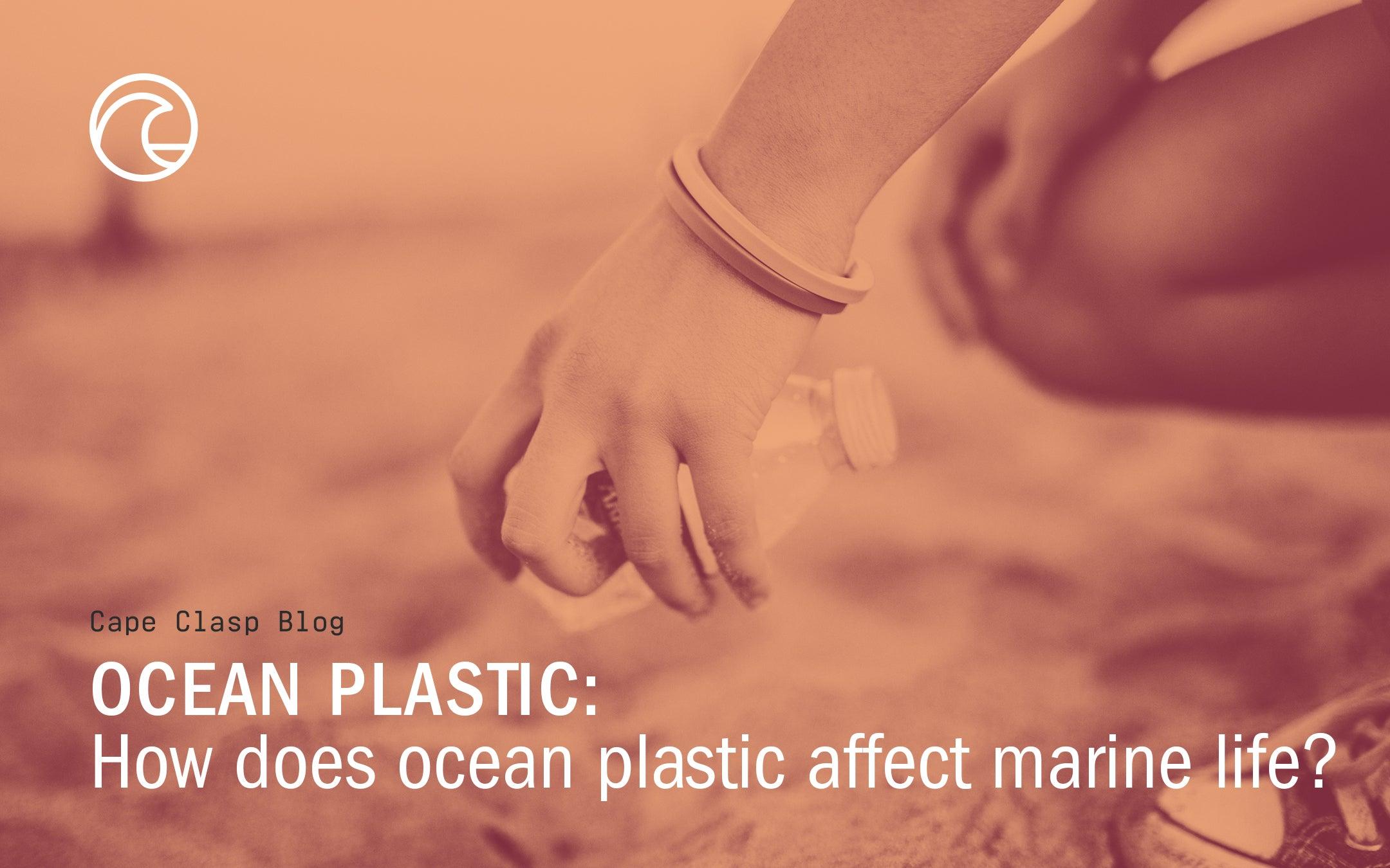How Does Plastic In The Ocean Affect Marine Animals? - Cape Clasp