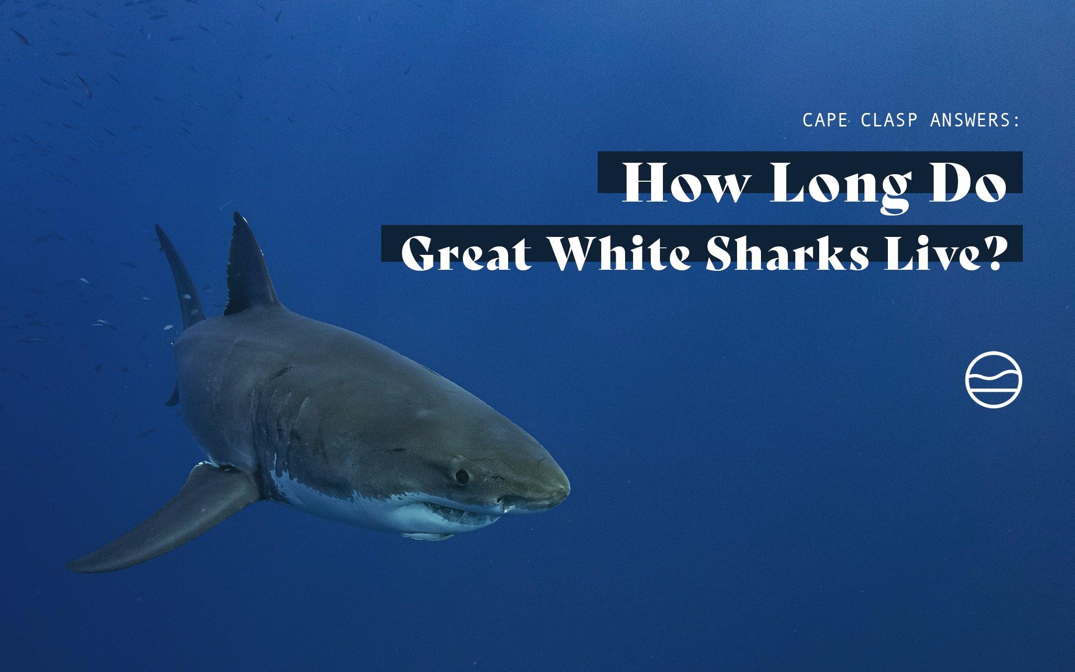 HOW LONG TO GREAT WHITE SHARKS LIVE? - Cape Clasp