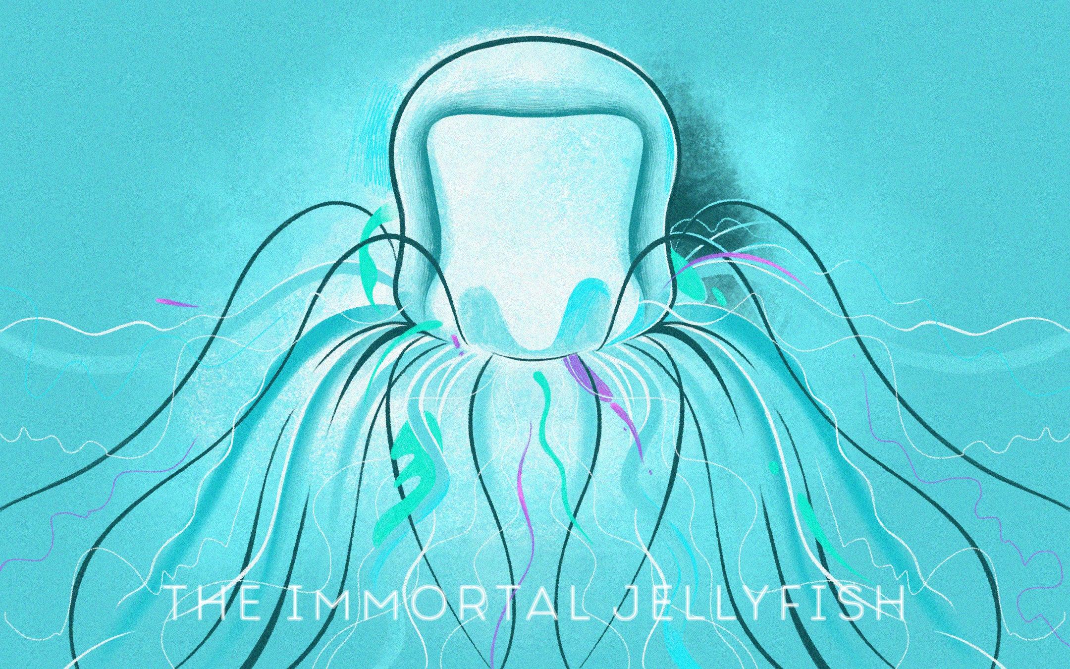 Immortal Jellyfish - Cape Clasp