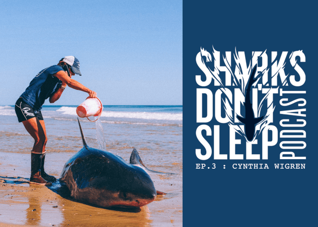 Sharks Don’t Sleep Episode 3: Cynthia Wigren, Atlantic White Shark Conservancy - Cape Clasp