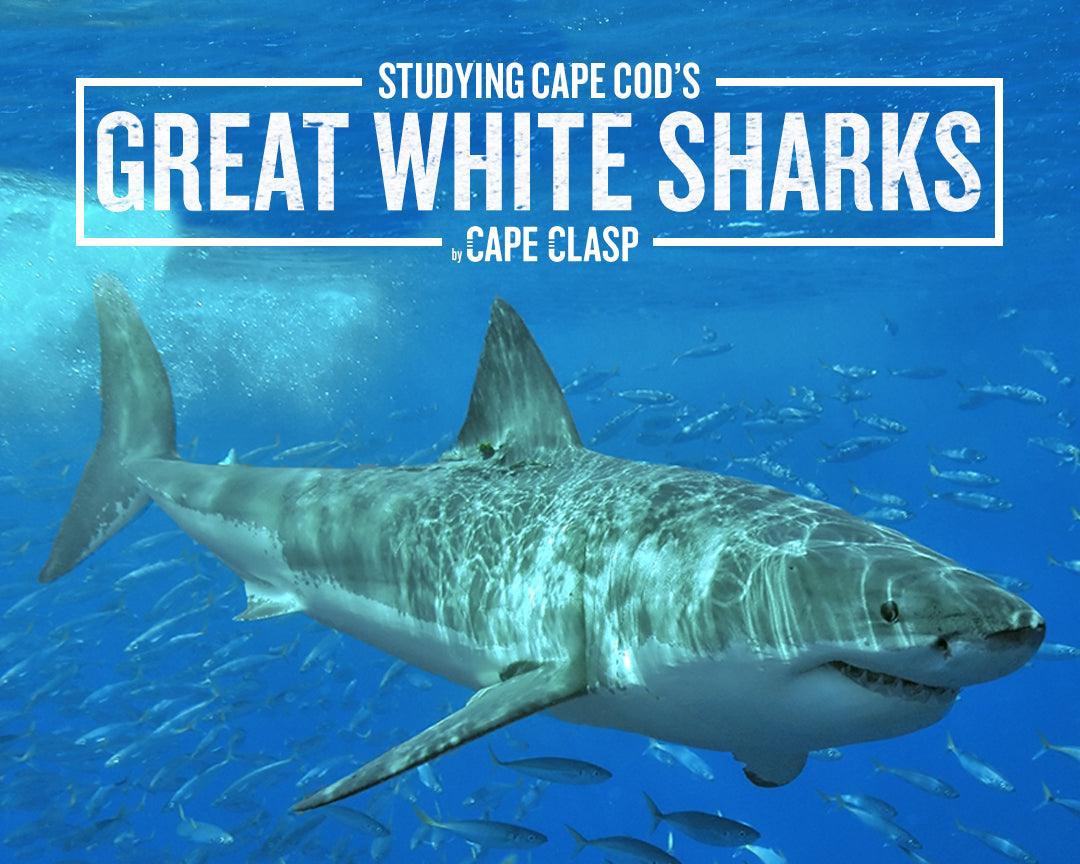 Studying Cape Cod's Great White Sharks - Cape Clasp