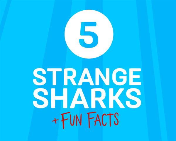 TOP 5 STRANGEST SHARKS - Cape Clasp