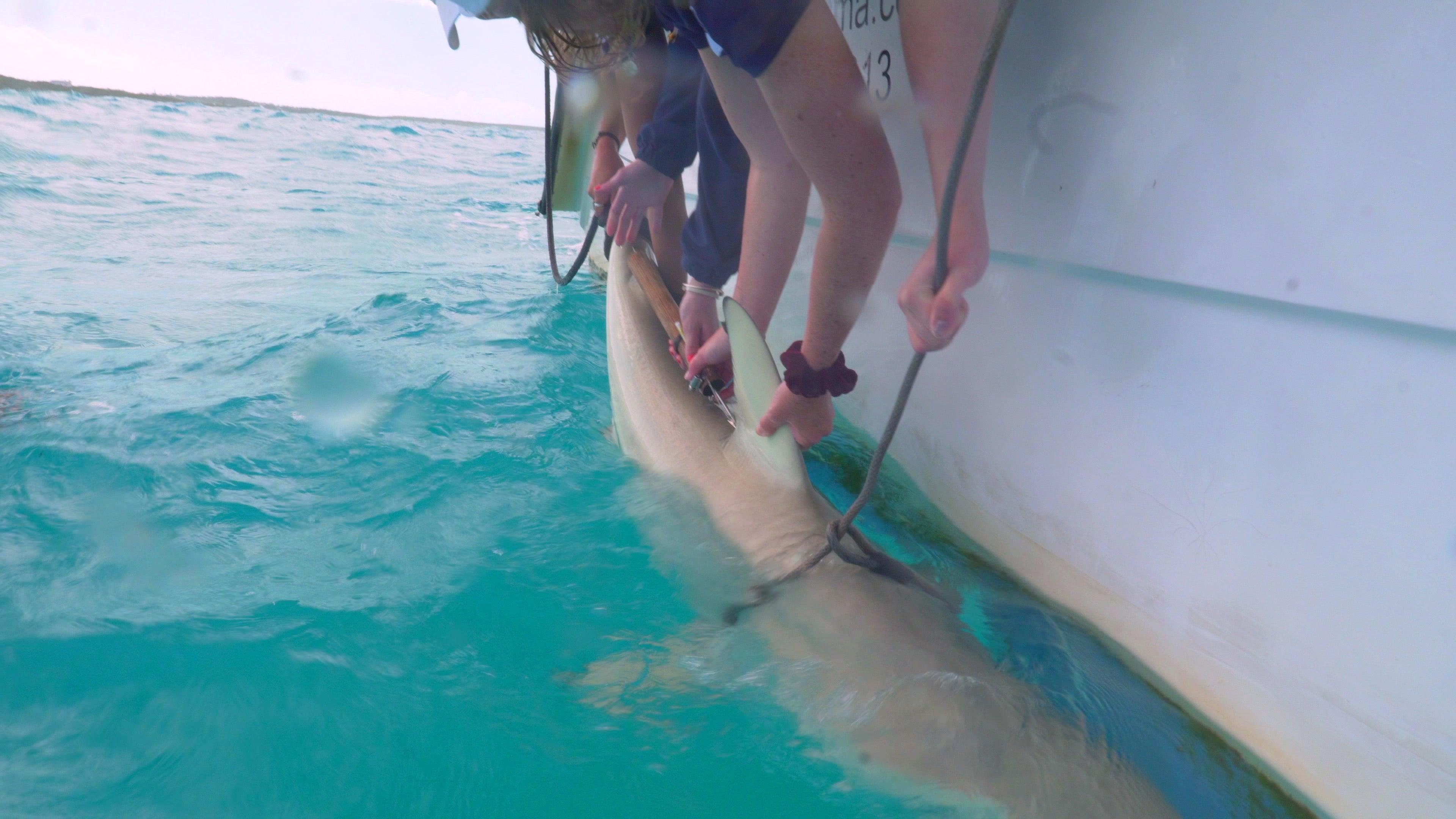 We went shark tagging in the Bahamas! [VLOG] - Cape Clasp