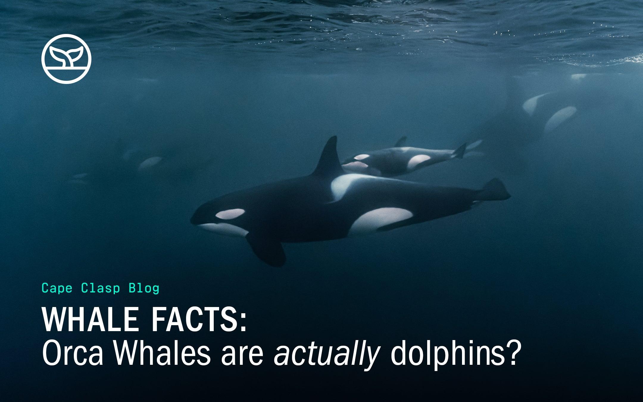 Whale Facts: Orca Whales Are Actually Dolphins? - Cape Clasp