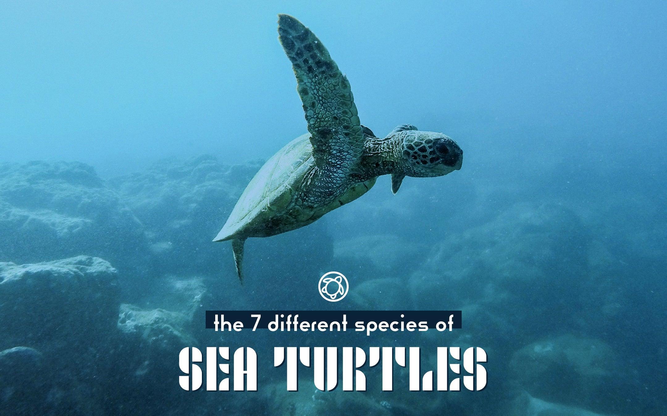 What are the different species of sea turtles? - Cape Clasp