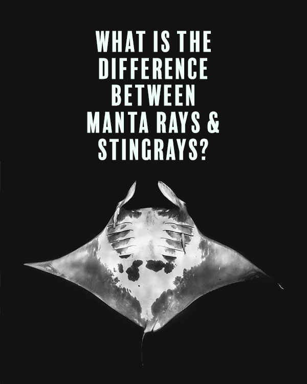 What’s the Difference Between Manta Rays and Stingrays? - Cape Clasp
