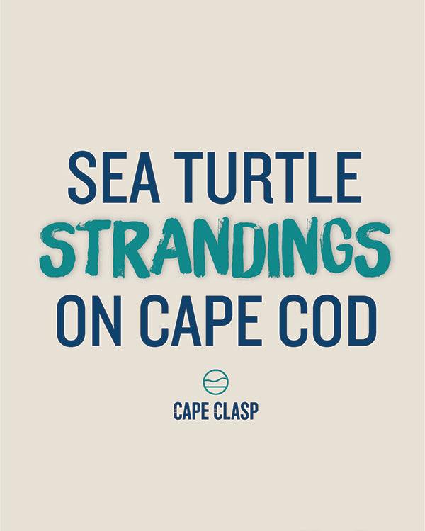 Why Are More Sea Turtles are Getting Stranded on Cape Cod? - Cape Clasp