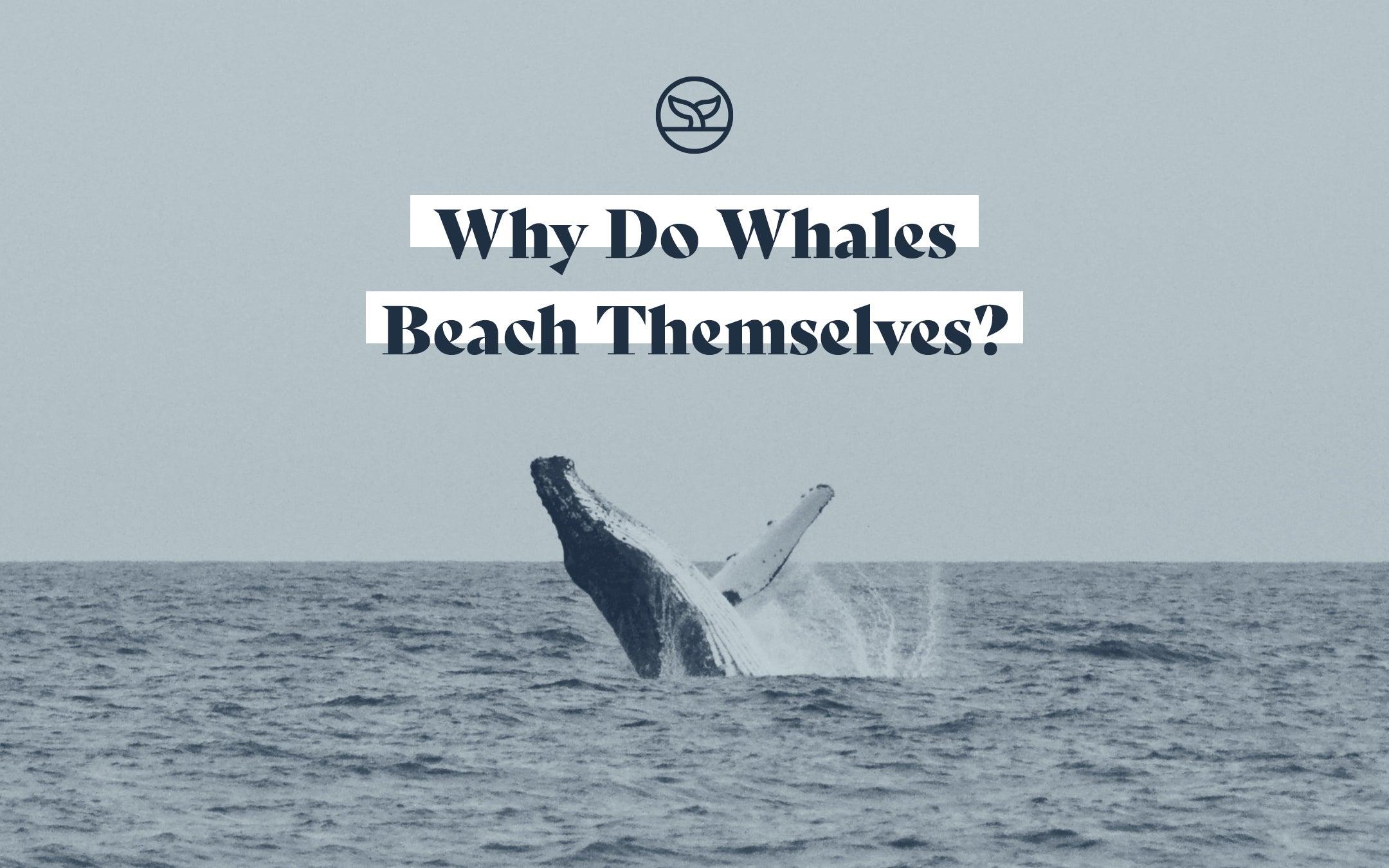 Why Do Whales Beach Themselves? - Cape Clasp