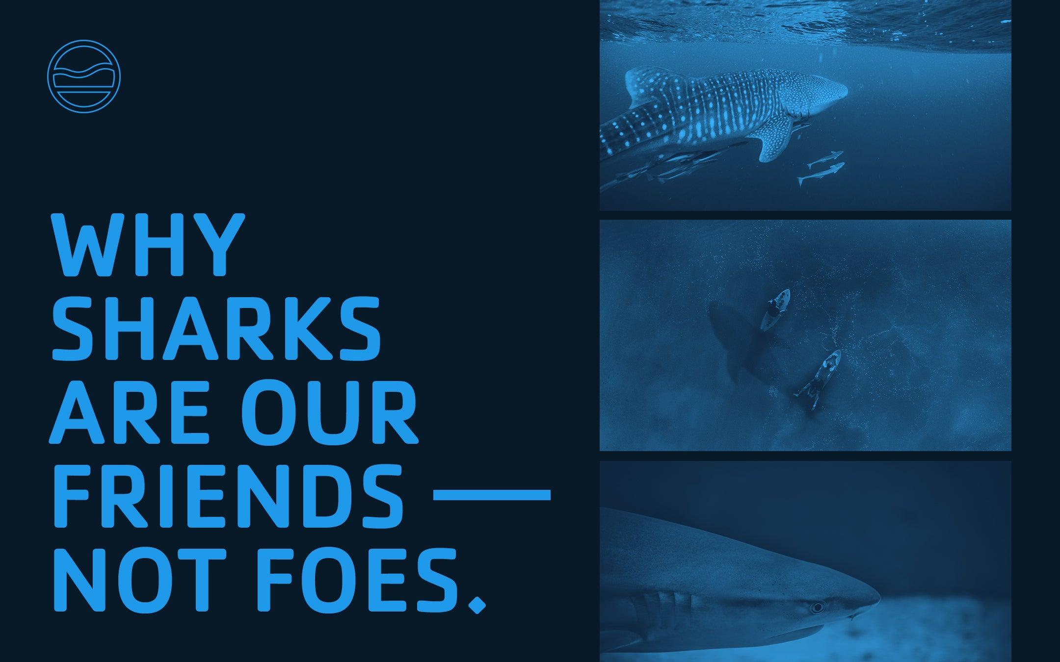 Why Sharks Are Our Friends, Not Foes - Cape Clasp