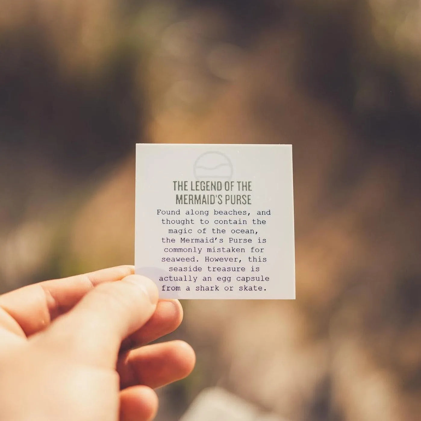 Mermaid's Purse Cuff - Cape Clasp