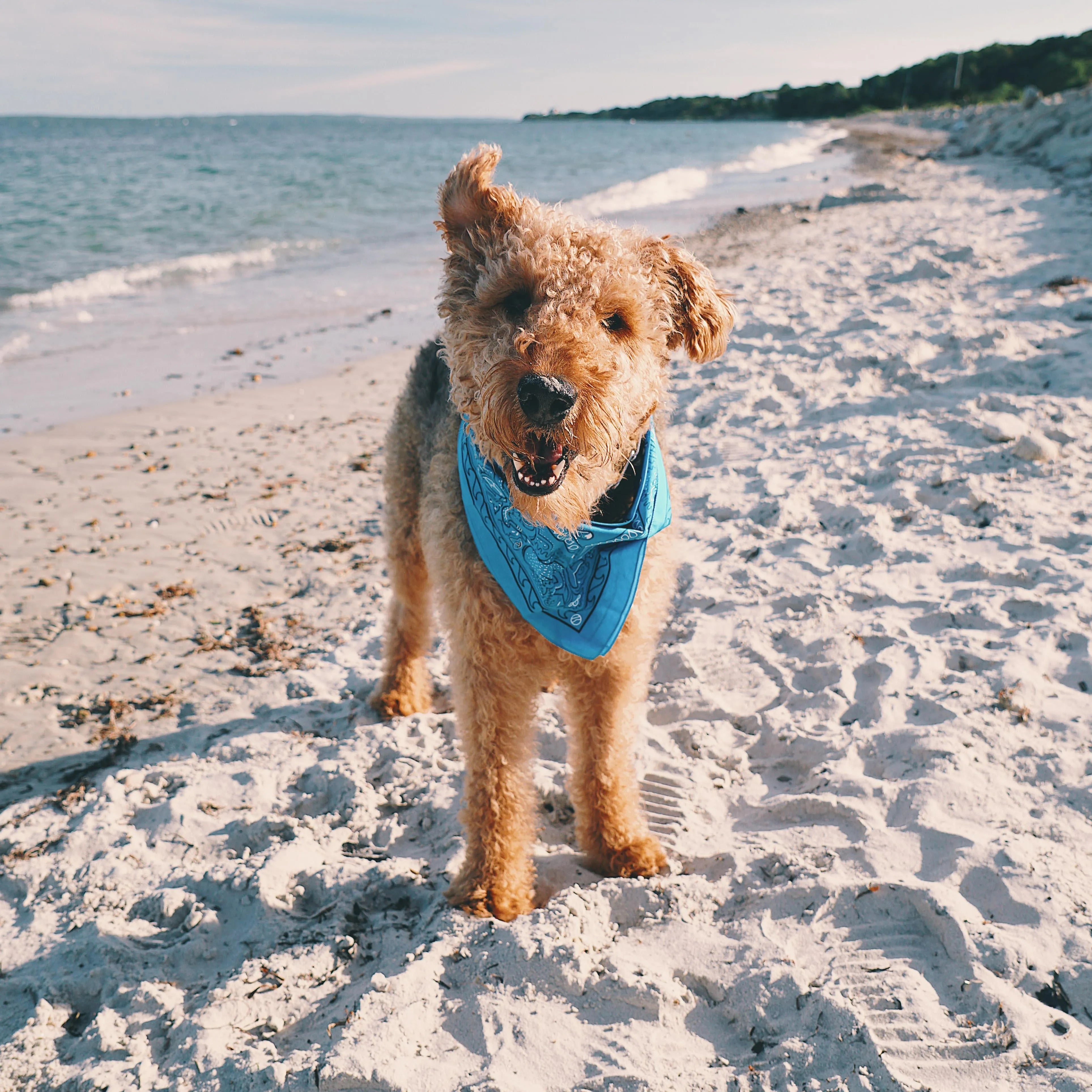 Ocean Friends Bandana 4.0 - Cape Clasp